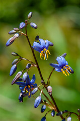 Sydney Australia, native dianella caerulea, also known as the blue flax-lily, blueberry lily, or...