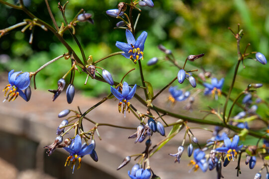 Sydney Australia, native dianella caerulea, also known as the blue flax-lily, blueberry lily, or paroo lily