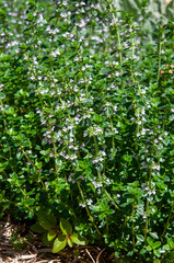 Sydney Australia, flowering thymus x citriodorus in garden