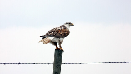 falcon hawk sitting on fence post