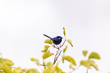 Blue wren resting on tree branch