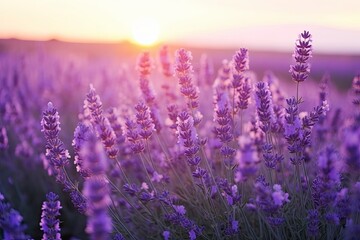 Naklejka premium Close up lavender flowers in beautiful field at sunset.