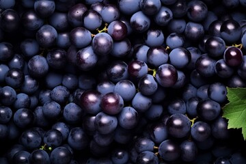 Flat lay background of vines, lots of organic blue dark grapes.