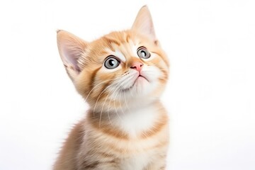 Playful funny kitten looking up isolated on a white background.