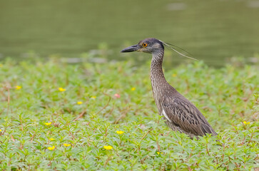 Yellow-crowned Night-Heron