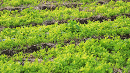 Celery or chinese celery  plot garden