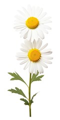 Common daisy isolated on white background.