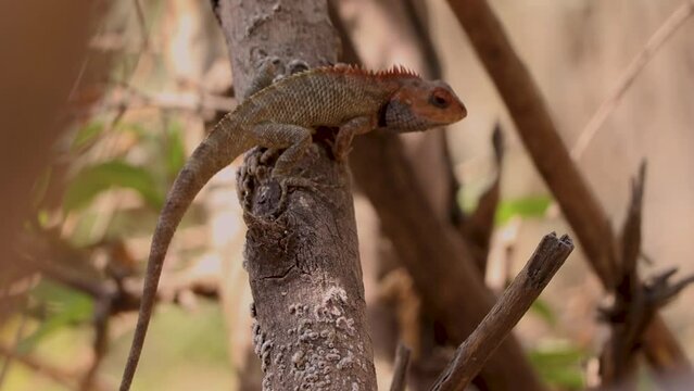 Lizard jumping off the tree branch