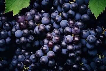 Fototapeta premium Flat lay background of vines, lots of organic blue dark grapes.