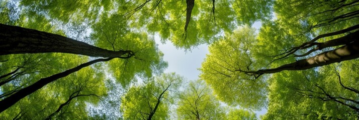 Looking up at the green tops of trees. - obrazy, fototapety, plakaty