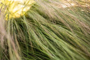 abstract macro of wispy grass stalks