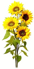 Sunflowers isolated on white background.