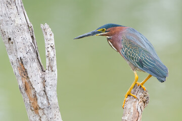 Green Heron