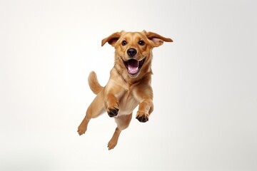 Generative AI : Little Labrador Retriever playing isolated on white studio background