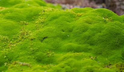 macro detail of a fine ground cover of moss