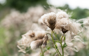 macro detail of a bed of cotton grass