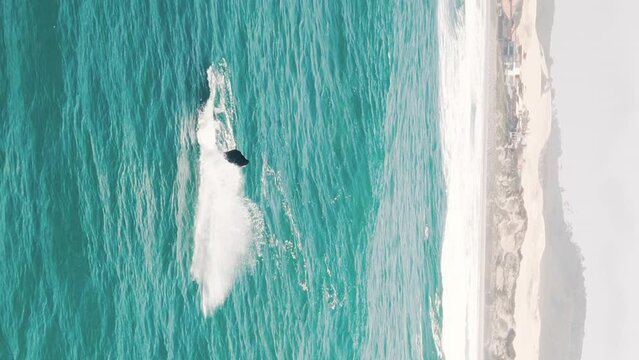 The southern right whales breach, Eubalaena australis. Mother and calf of the Right Whales swim near Brazilian shore near the town of Imbituba. The calf breaches and falls with splash