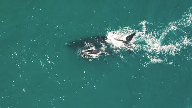 The southern right whales, Eubalaena australis. Mother and calf of the Right Whales swim near Brazilian shore near the town of Imbituba