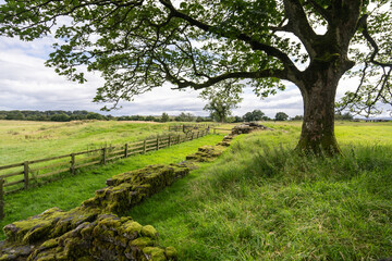 mossy wall on a field edge along Hadrian's Wall Path, near Birdoswald, Northumberland, UK