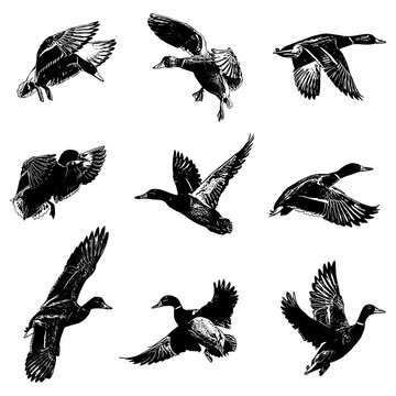 collection of mallard duck illustration vector