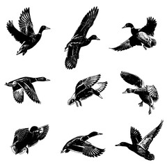 set of silhouettes of mallard duck illustration vector - obrazy, fototapety, plakaty