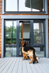 A shepherd dog looks into the slightly open doors.