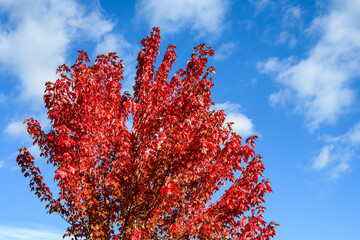 Fall color, maple tree with red leaves against a sunny blue sky background
