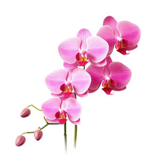 Fototapeta na wymiar Orchid (Orchidaceae) object isolated png.