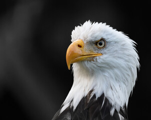 american bald eagle
