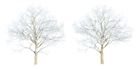 Isolated snow tree on white background	
