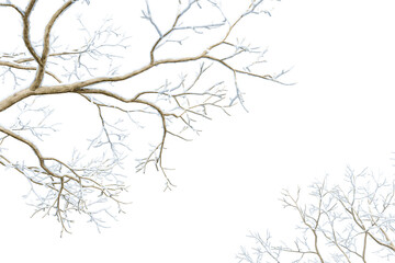 Isolated branches of a snow tree on white background	

