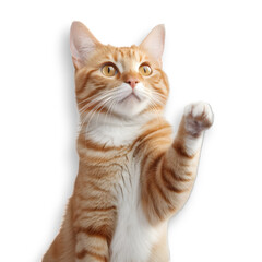 A cute orange ginger cat with its paw up. Half-length, front view. on transparent background.