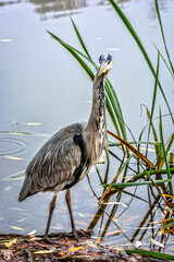 Grey heron stays at lakeshore in Capstone farm country park, Kent - 665344122