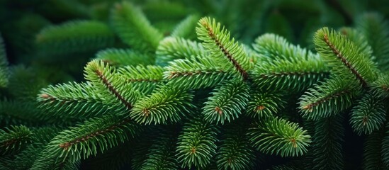 Christmas tree branches on a natural background.