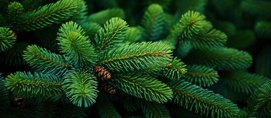Christmas tree branches on a natural background.
