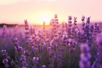 Naklejka premium Close up lavender flowers in beautiful field at sunset.