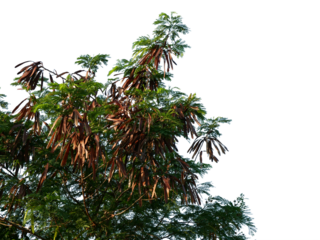 Laucaena leucocephala on transparent background