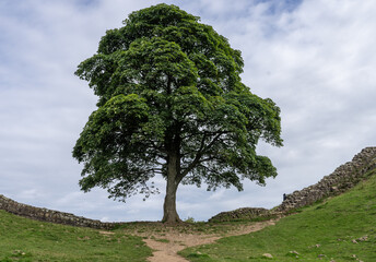 the tree at Sycamore Gap at Hardian's Wall near Housesteads, Northumberland, UK