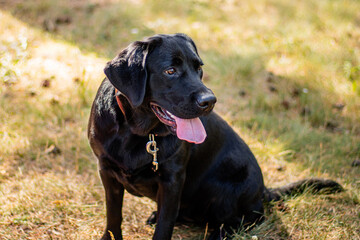 Portrait of a black Labrador dog sitting against the background of the park.