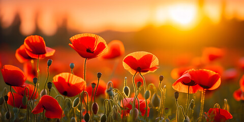 red poppies with a yellow field in the background.Red flowers on blur background,
