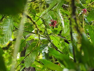 Trees in the Rainforest