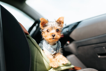 Cute pet Yorkshire Terrier puppy in a dog bag on the seat of a car looking at camera