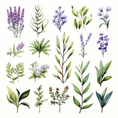 Collection of watercolor herbs clipart on white background.