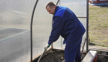 A man works in a vegetable garden in early spring.  Digs the ground.   Working in a greenhouse