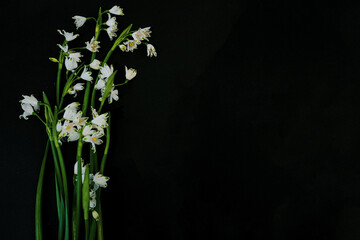 Flat Lay, postcard for death, funeral. White snowdrop flowers on black background