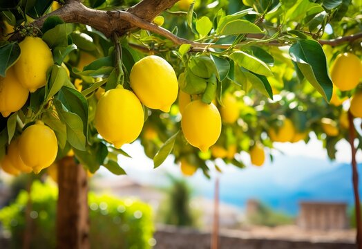 Lemons growing in a sunny garden on Amalfi coast in Italy.