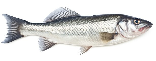One fresh sea bass fish isolated on white background.