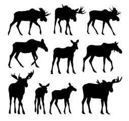 The set silhouettes of forest moose.
