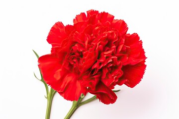 Red Carnation isolated on white background.