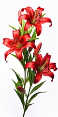 Red Lilies isolated on white background.